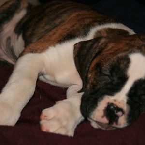 Meet your Posher, Julie